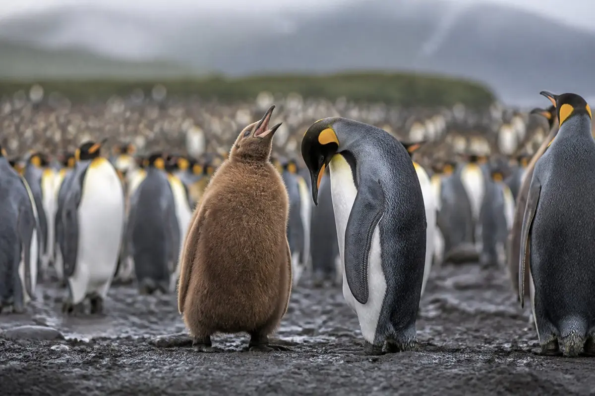 אפרוח פינגווין מלכותי חום ופלומתי מרים מקור וקורא, ולידו פינגווין בוגר רוכן אליו, על רקע אלפי פינגווינים במושבה